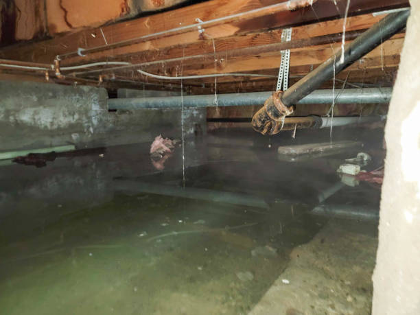 Best Flooded house restoration  in Brentwood, MD
